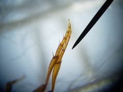 Bidessonotus