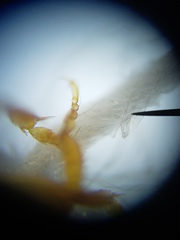 Bidessonotus