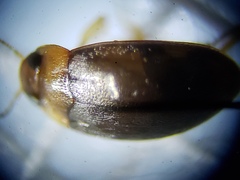 Bidessonotus