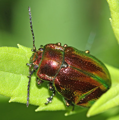 Chrysolina virgata