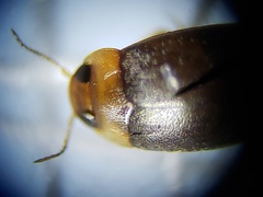 Bidessonotus