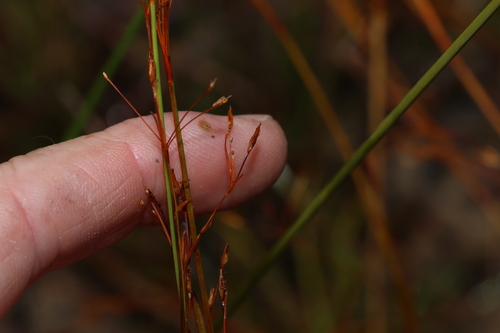 Anthelepis paludosa (Anthelepis paludosa)