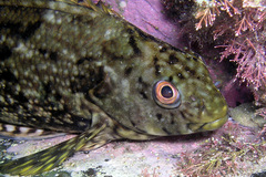 Aplodactylus lophodon
