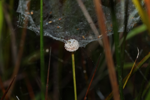 Eriocaulon australe (Eriocaulon australe)