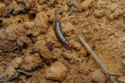 Guanchia bicarinata