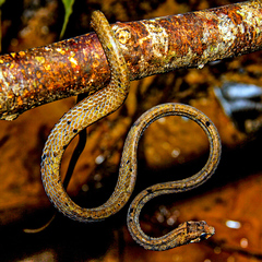 Aplopeltura boa