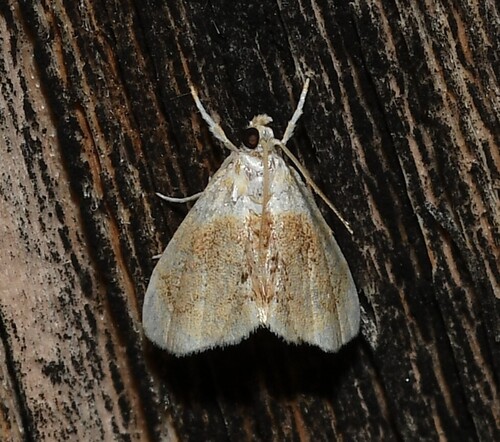 Sooty Lipocosmodes Moth photo 3