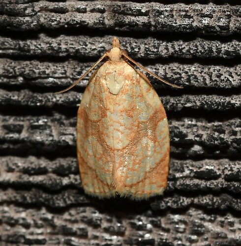 Shimmering Gold Adoxophyes Moth photo 3