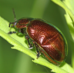 Chrysolina virgata