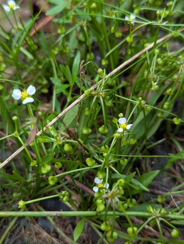 Helanthium tenellum, photograph 2