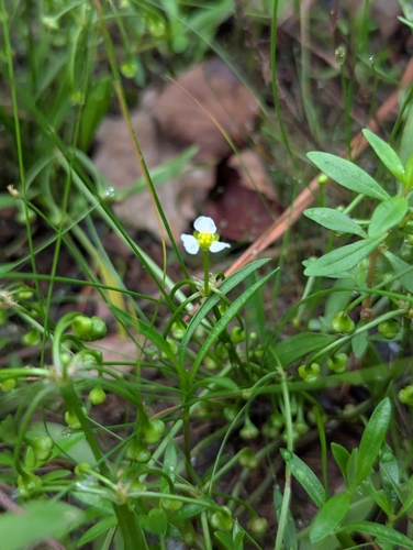 Helanthium tenellum, photograph 3