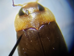 Bidessonotus