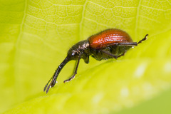 Tatianaerhynchites aequatus