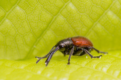 Tatianaerhynchites aequatus