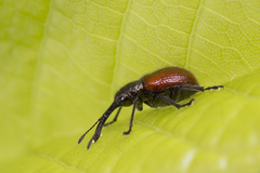 Tatianaerhynchites aequatus