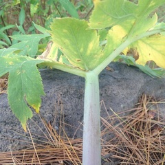 Prionosciadium nelsonii