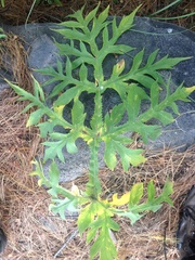 Prionosciadium nelsonii