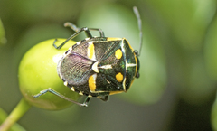 Grossiana persignata