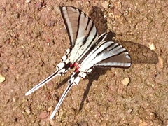 Protographium epidaus