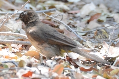 Pycnonotus barbatus tricolor