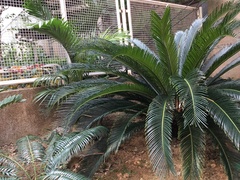 Cycas siamensis