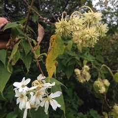 Montanoa leucantha