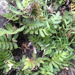 Pleopeltis thyssanolepis