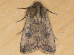 Protoperigea umbricata