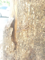 Anolis sagrei