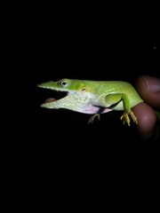 Anolis porcatus