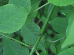 Tropidosteptes cardinalis