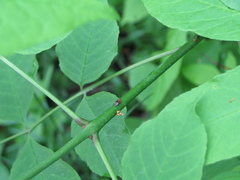 Tropidosteptes cardinalis