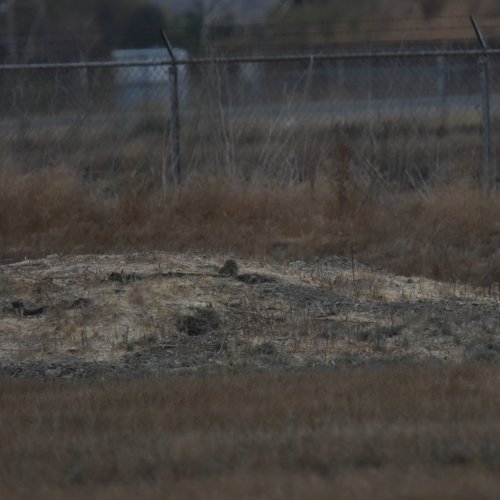 View observation of {o.common_name} on iNaturalist
