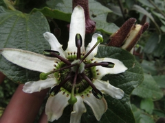Passiflora bogotensis
