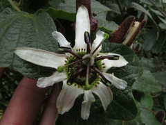 Passiflora bogotensis