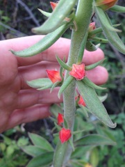 Echeveria coccinea