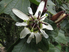 Passiflora bogotensis