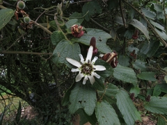 Passiflora bogotensis