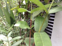 Apocynoideae