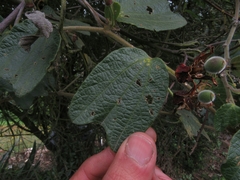 Passiflora bogotensis