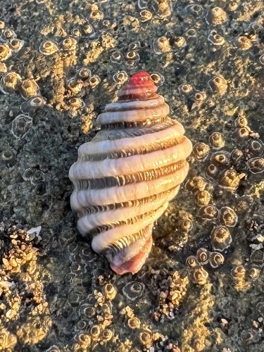 Paratrophon exsculptus, 2025-08-25