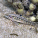 Largemouth Goby - Photo (c) Sascha Schulz, some rights reserved (CC BY-NC), uploaded by Sascha Schulz