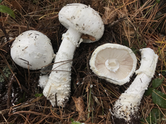 Amanita smithiana