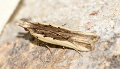 Dichomeris ligulella