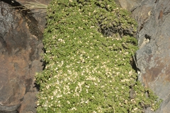 Baccharis alpina