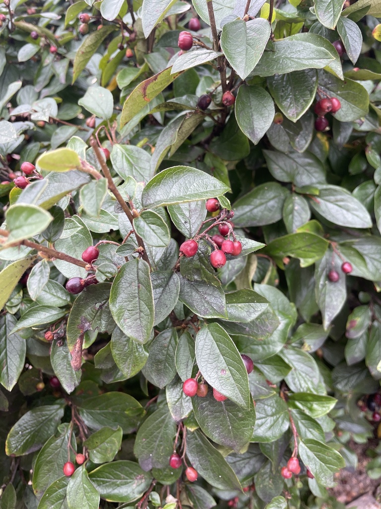 Cotoneaster