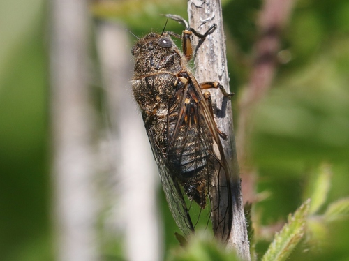 Candescent cicada