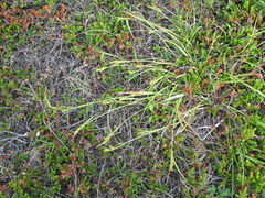 Carex conoidea