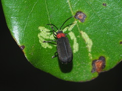 Atysa collaris