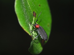 Atysa collaris